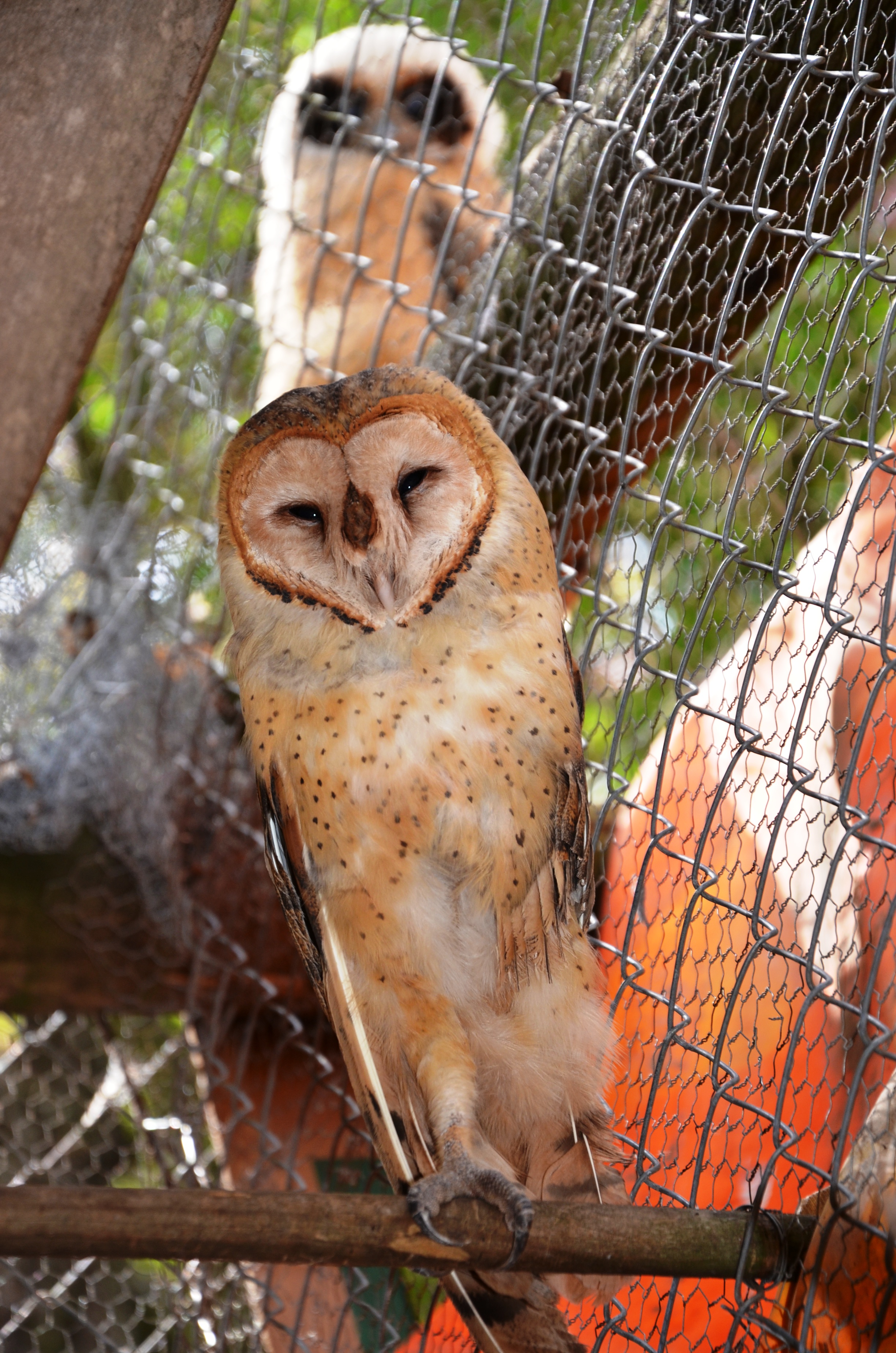 Algumas espécies raras de aves também podem ser encontradas no VITAS (Foto: Prefeitura de Franca)